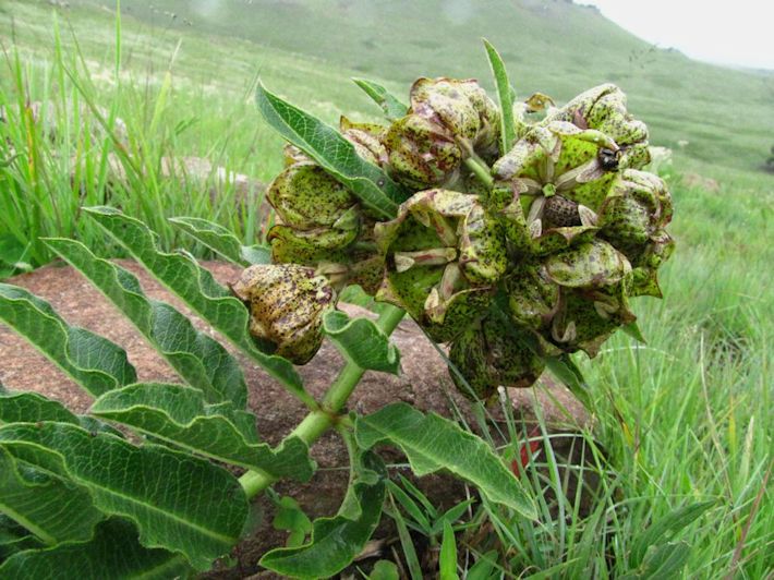 Pachycarpus grandiflorus